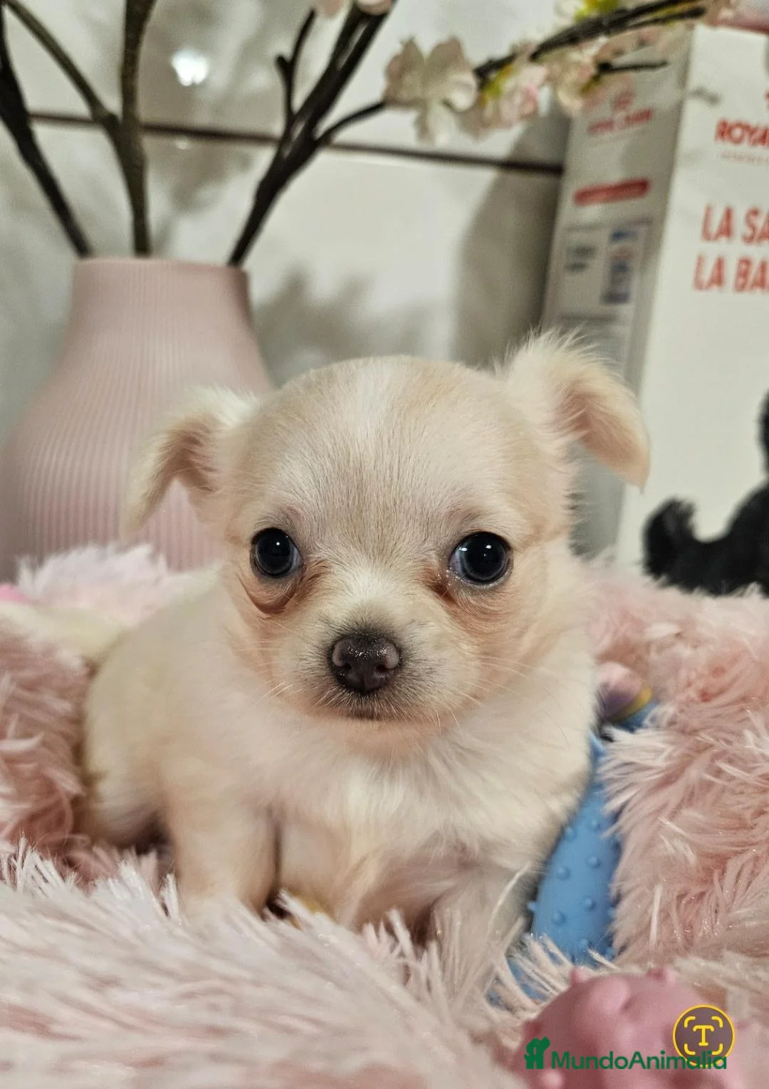 Chihuahua perros en venta: Chihuahua pelo largo - Anuncio 1