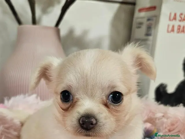 Chihuahua perros en venta: Chihuahua pelo largo - Anuncio 1