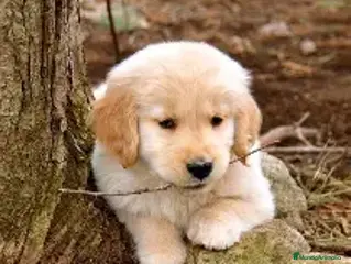 Golden Retriever perros Golden retriever - Anuncio 5