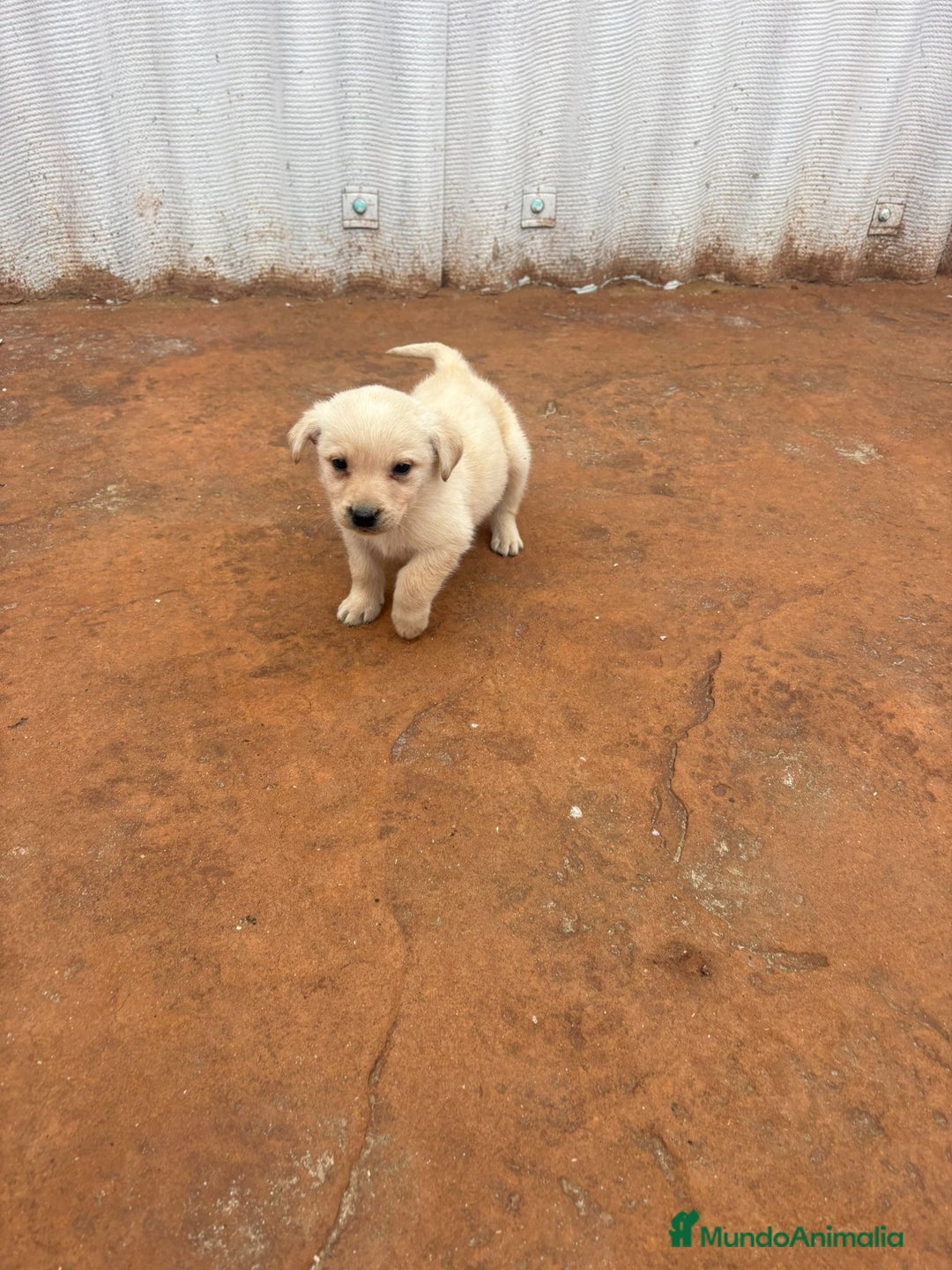 Labrador Retriever perros en venta: Labrador retriever  - Anuncio 8