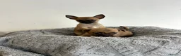 Chihuahua perros en venta: Chihuahua mini - Anuncio 4