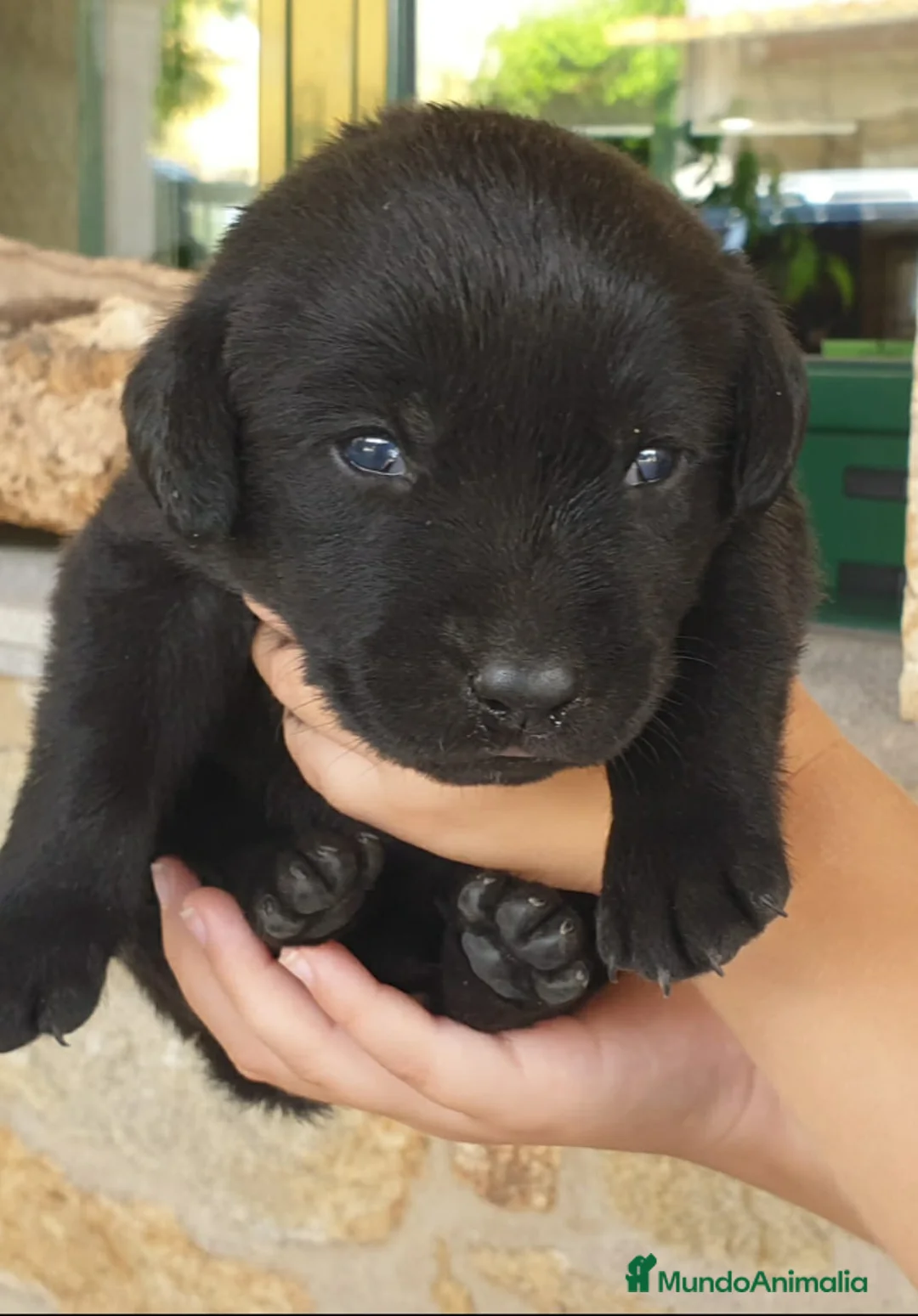 Labrador Retriever perros en venta: Cachorros labrador - Anuncio 2