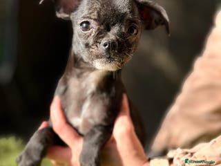 Chihuahua perros CHIHUAHUA DISPONIBLE - Anuncio 1