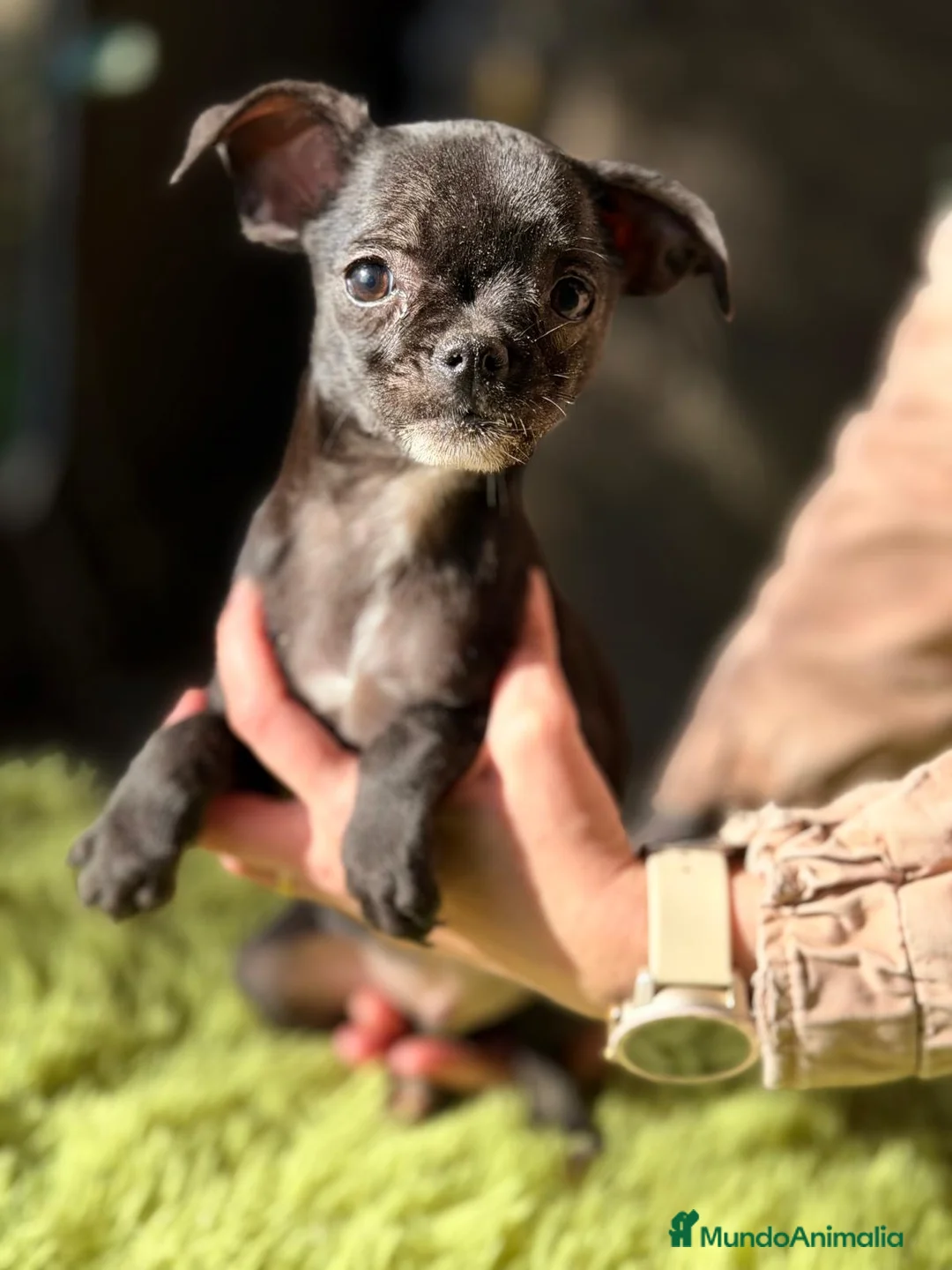 Chihuahua perros en venta: CHIHUAHUA DISPONIBLE - Anuncio 1