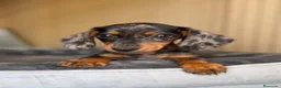 Teckel Miniatura perros en venta: Hembra teckel - Anuncio 1