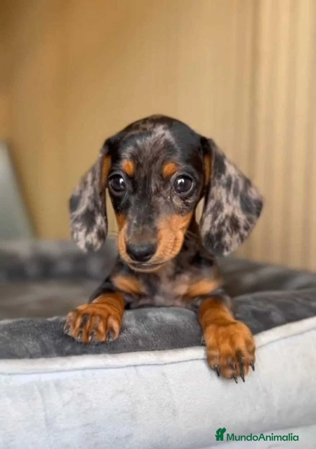 Teckel Miniatura perros en venta: Hembra teckel - Anuncio 1