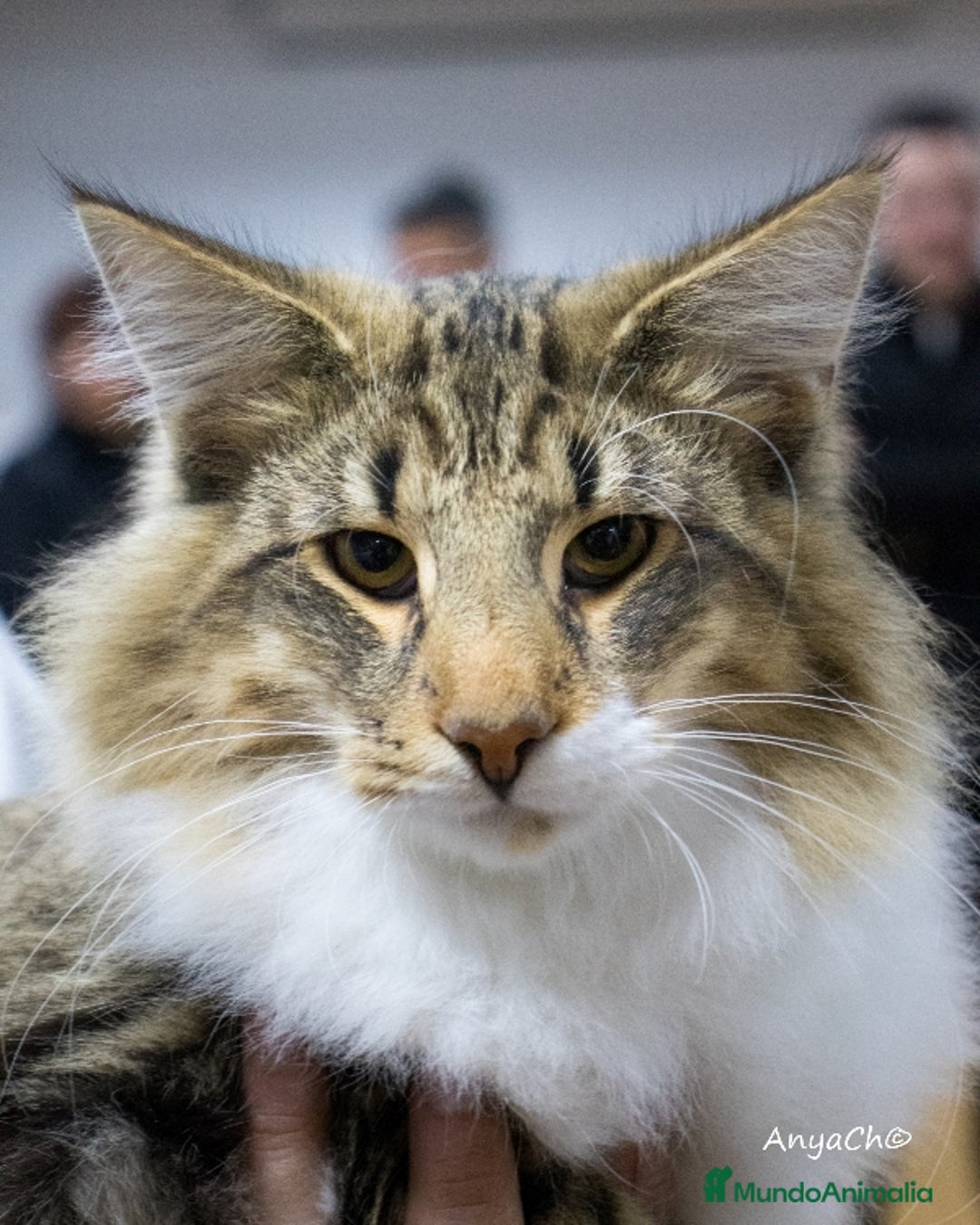 Bosque de Noruega gatos en venta: Gatitos bosques de noruega pedigrí  - Anuncio 3