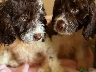 Perro de Agua Español perros Cachorros perro de agua - Anuncio 5