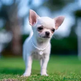 Chihuahua perros CHIHUAHUA MACHO, MINI TOY  - Anuncio 3