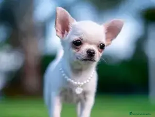 Chihuahua perros CHIHUAHUA MACHO, MINI TOY - Anuncio 35