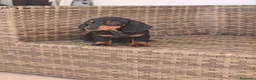 Teckel Miniatura perros en venta: Teckel Mini Negra y Fuego hembra disponible  - Anuncio 4