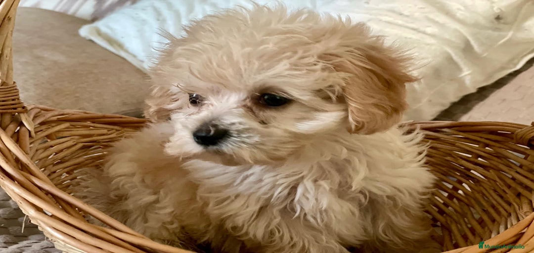 Imagen de galería {{count}}