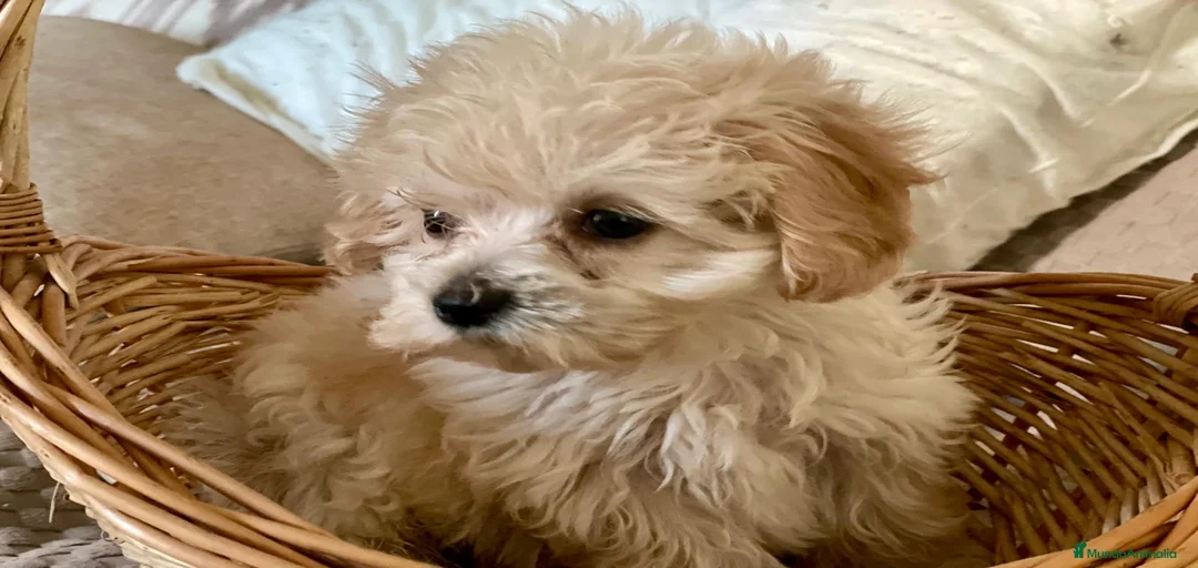 Imagen de galería {{count}}