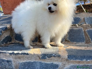 Pomerania perros Pomerania línea americana Toy !!! - Anuncio 1