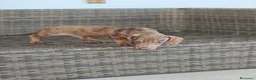 Teckel Miniatura perros en venta: Teckel Mini macho Merle chocolate  - Anuncio 2