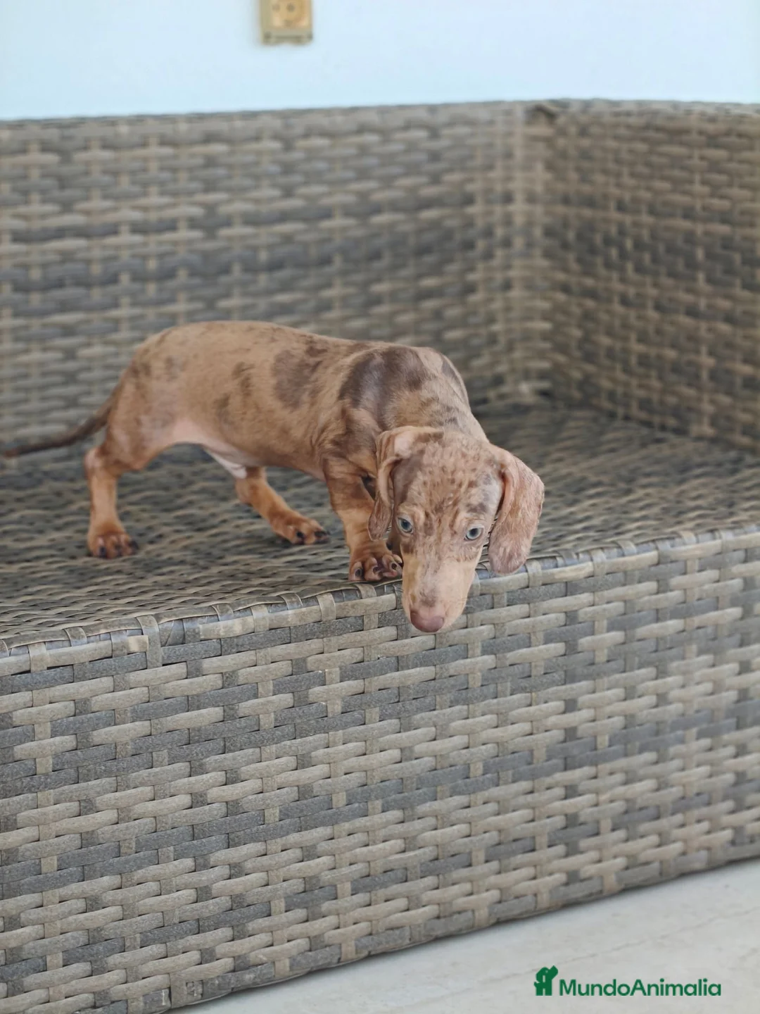 Teckel Miniatura perros en venta: Teckel Mini macho Merle chocolate  - Anuncio 2