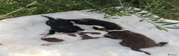 Perro de Agua Español perros en venta: Perro de agua  - Anuncio 6