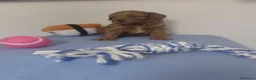Caniche Toy perros en venta: Caniche toy - Anuncio 6