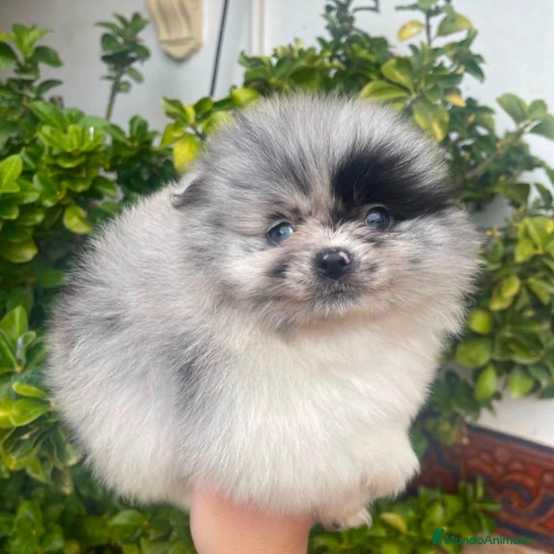 Pomerania perros en venta: Lulú de Pomerania Merle - Anuncio 1