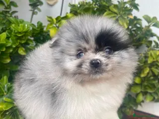Pomerania perros Lulú de Pomerania Merle - Anuncio 5