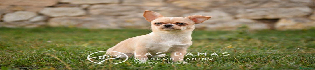 Chihuahua hembra marrón claro y blanca