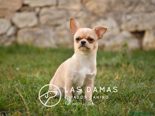 Chihuahua perros - Anuncio 3