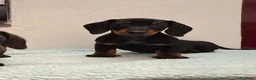 Teckel perros en venta: Teckel - Anuncio 11