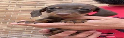 Teckel perros en venta: TECKEL KANINCHEN TECKEL DEL PALMERAL  en Ciudad Real - Anuncio 2