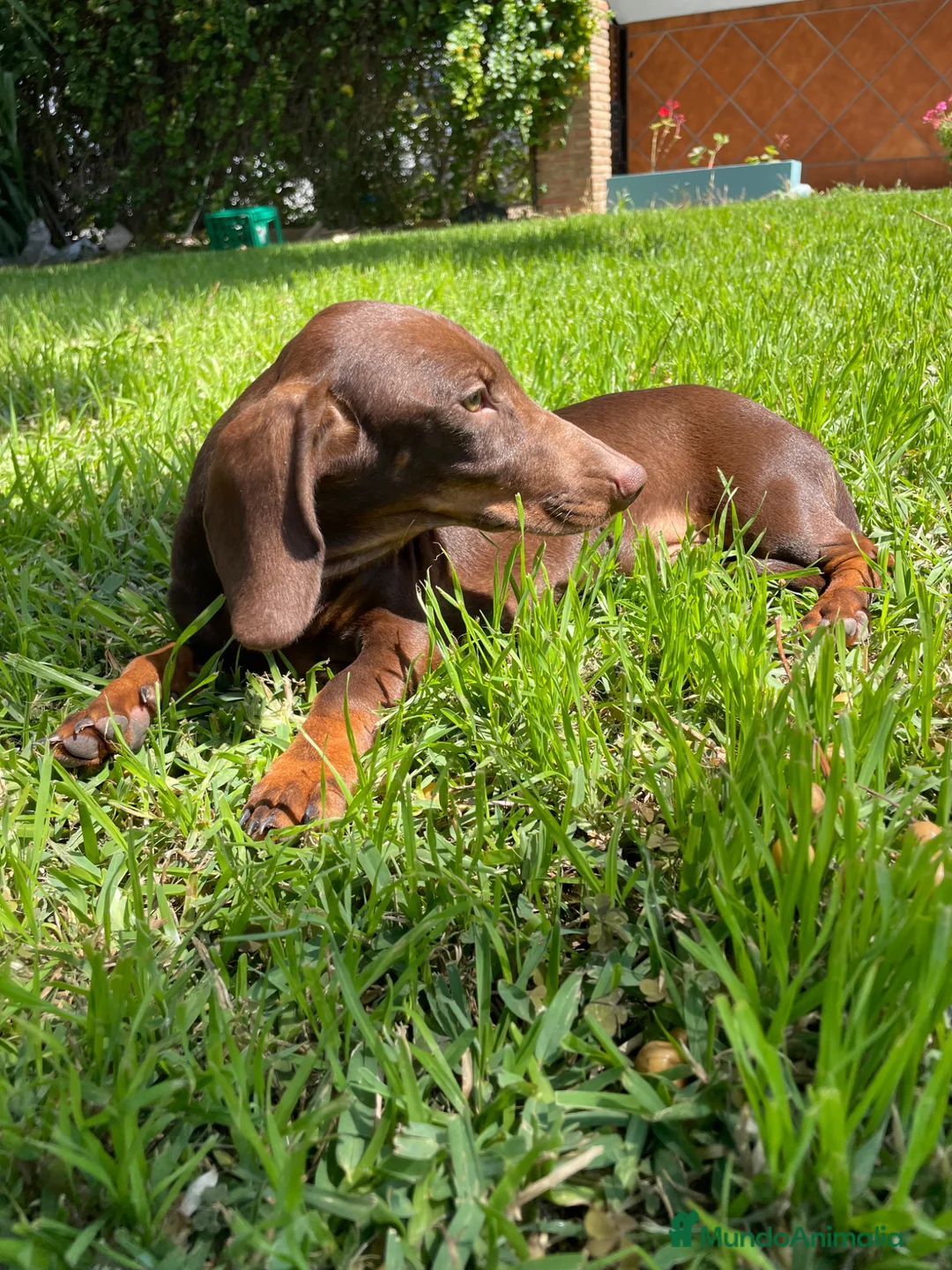 Teckel Miniatura perros en venta: Teckel miniatura  - Anuncio 2