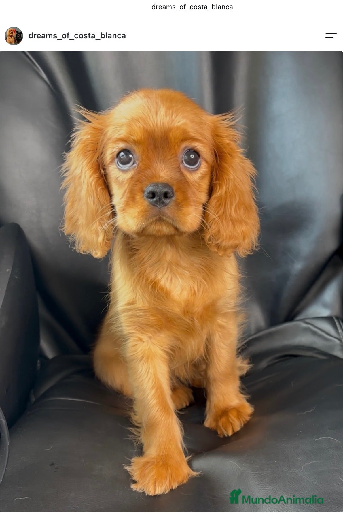 Cavalier King Charles Spaniel perros Cavalier King Charles Spaniel  - Anuncio 2