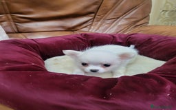 Chihuahua perros en venta: Chihuahua toy - Imagen 9