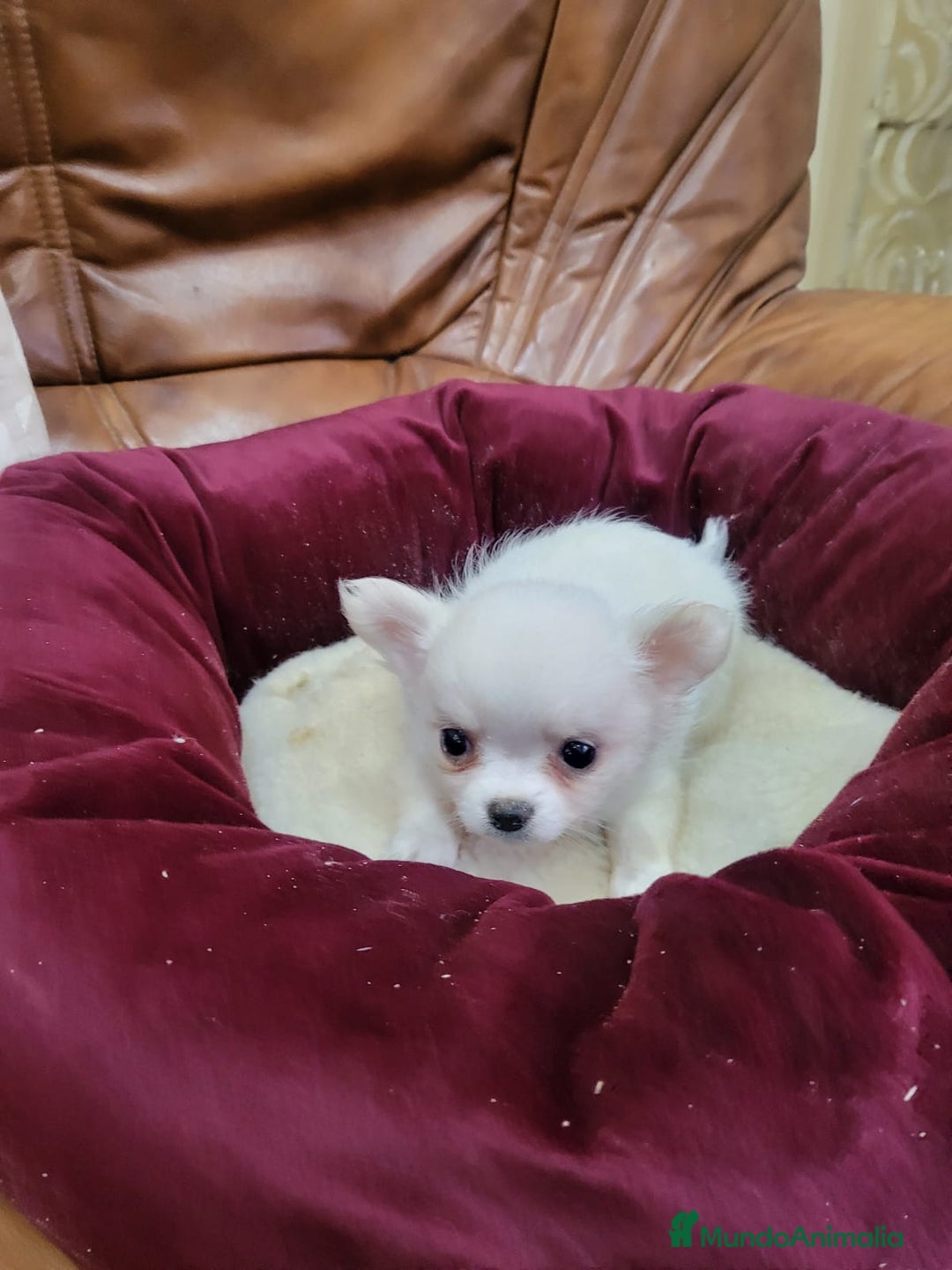 Chihuahua perros en venta: Chihuahua toy - Imagen 9