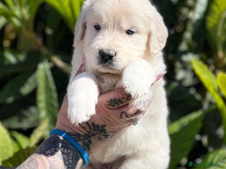 Golden Retriever perros en Barcelona - Anuncio 27