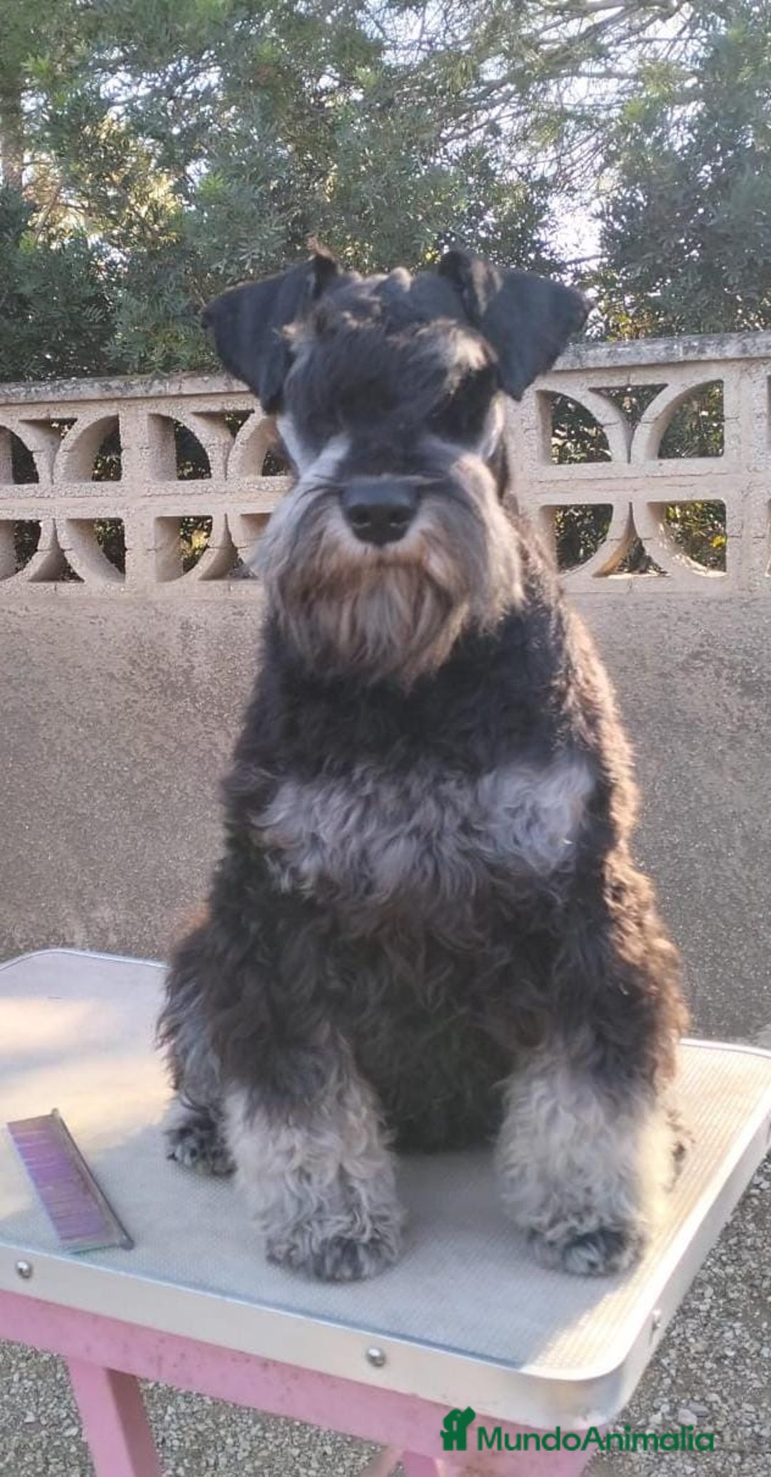 Schnauzer Miniatura perros en venta: Machos de schnauzer miniatura  - Anuncio 3