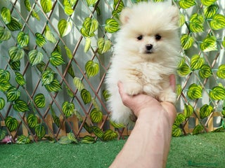 Pomerania perros Lulú de pomerania toy - Anuncio 4