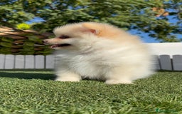 Pomerania perros en venta: POMERANIA MACHO - Imagen 10