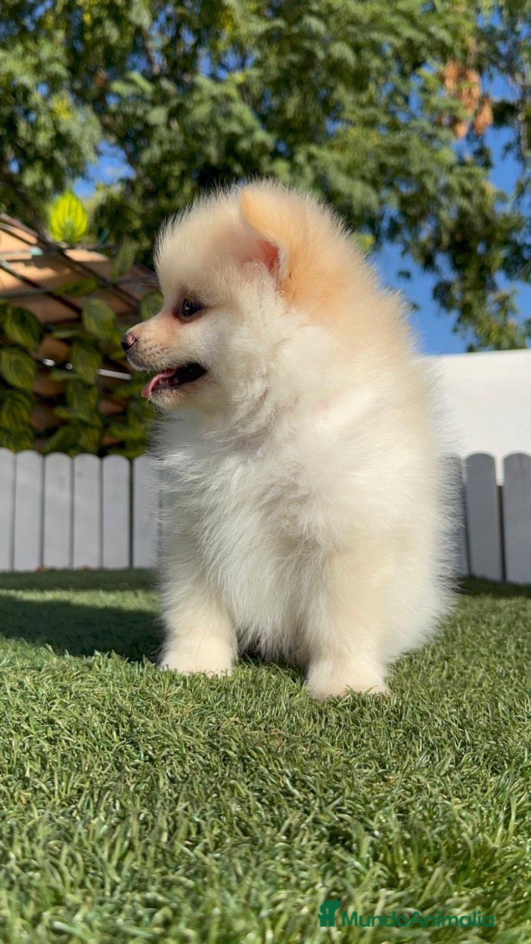 Pomerania perros en venta: POMERANIA MACHO - Imagen 10