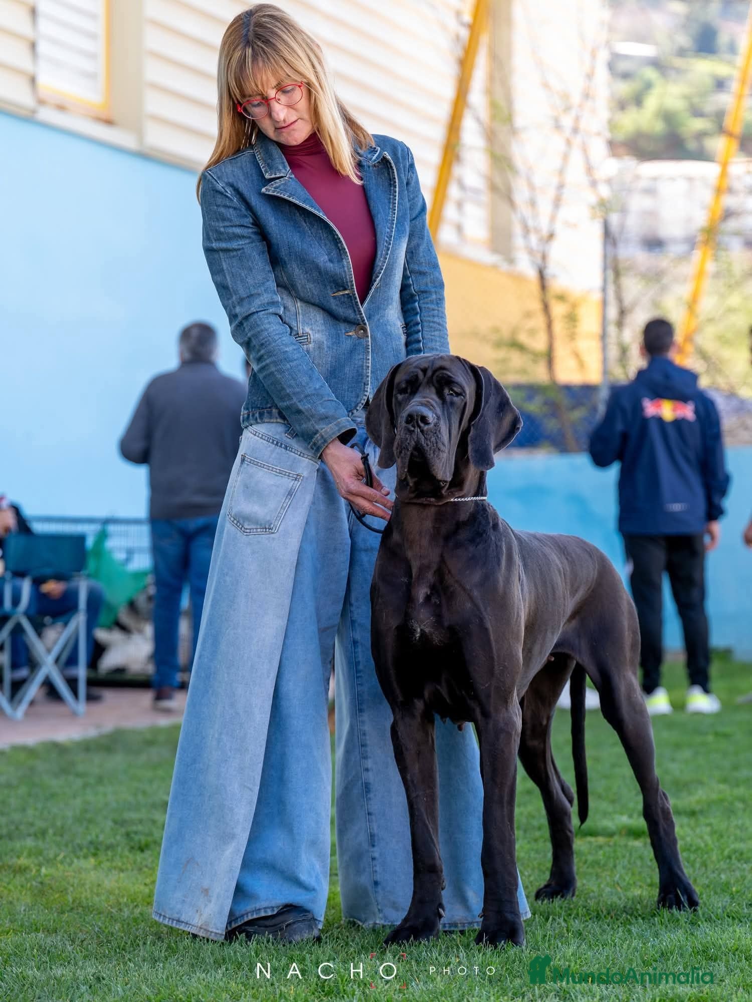Dogo Alemán perros Próxima camada de dogo alemán negro de azul y azul - Anuncio 1