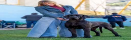 Dogo Alemán perros en venta: Próxima camada de dogo alemán negro de azul y azul en Murcia - Anuncio 1