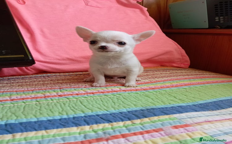 Chihuahua perros - Anuncio 4