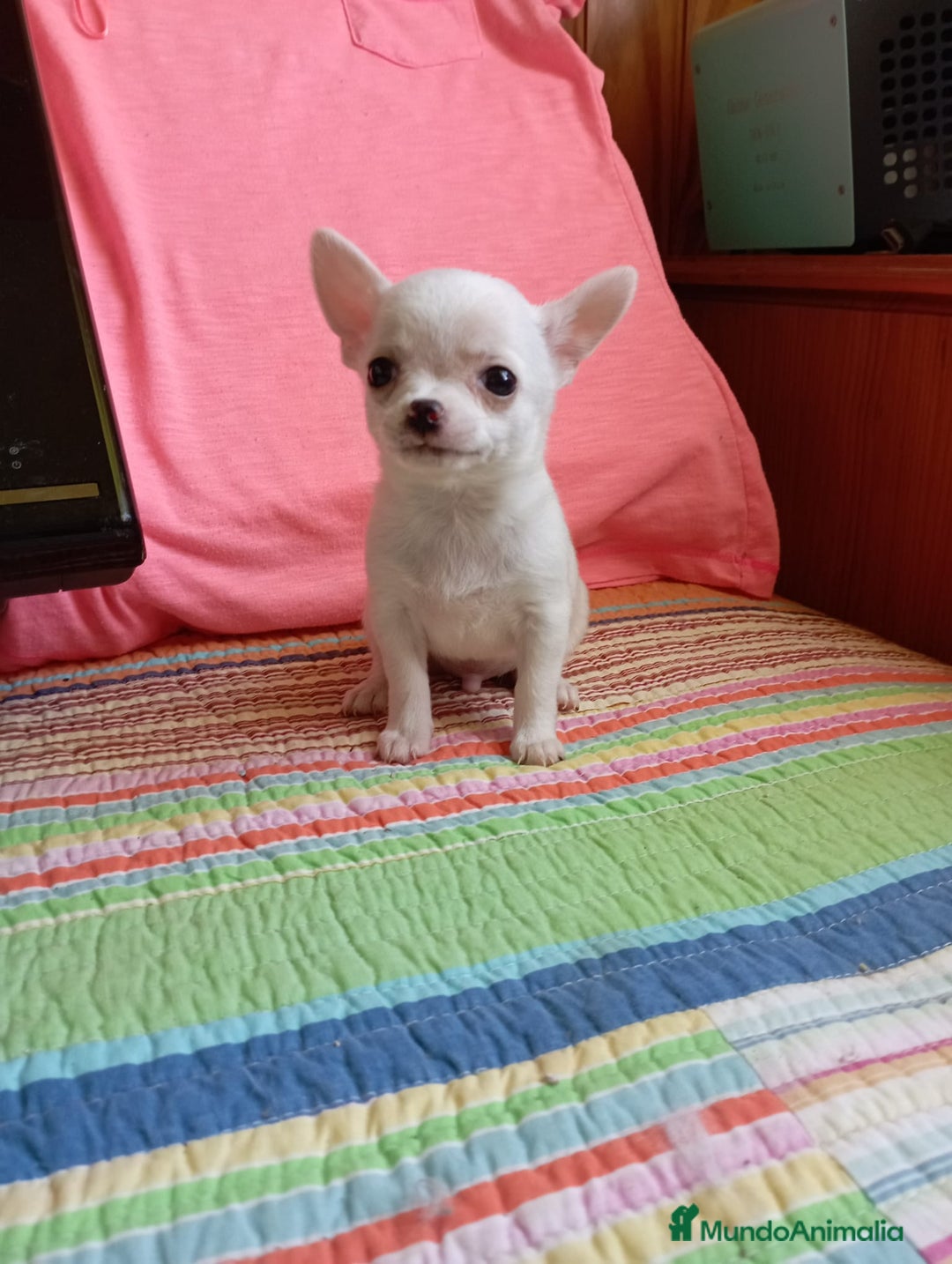 Chihuahua perros en venta: Chihuhua toy  - Imagen 1