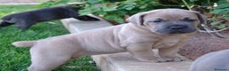 Cane Corso perros en venta: CANE CORSO CACHORROS DE CALIDAD - Anuncio 3