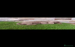 Teckel perros en venta: Hembra teckel Isabella  - Imagen 3