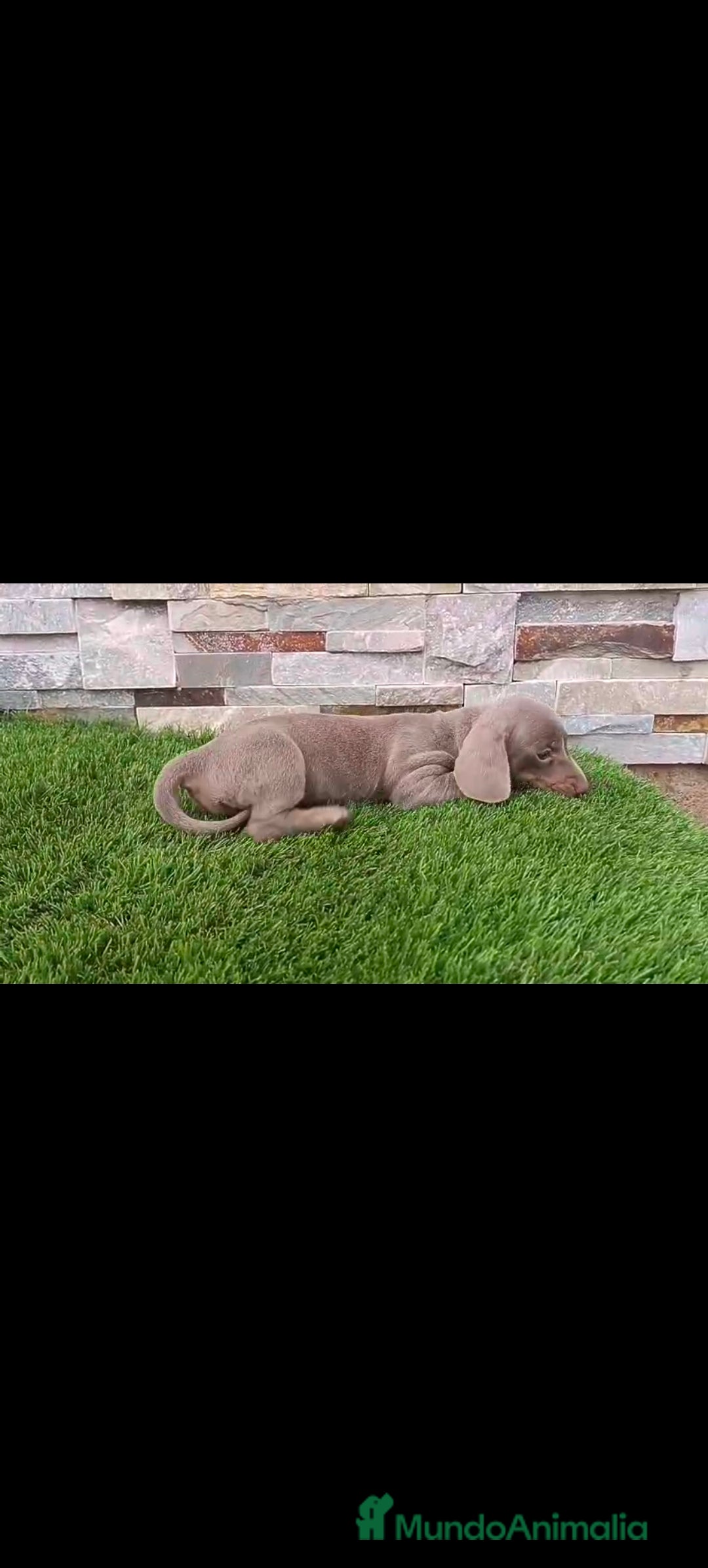 Teckel perros en venta: Hembra teckel Isabella  - Imagen 3