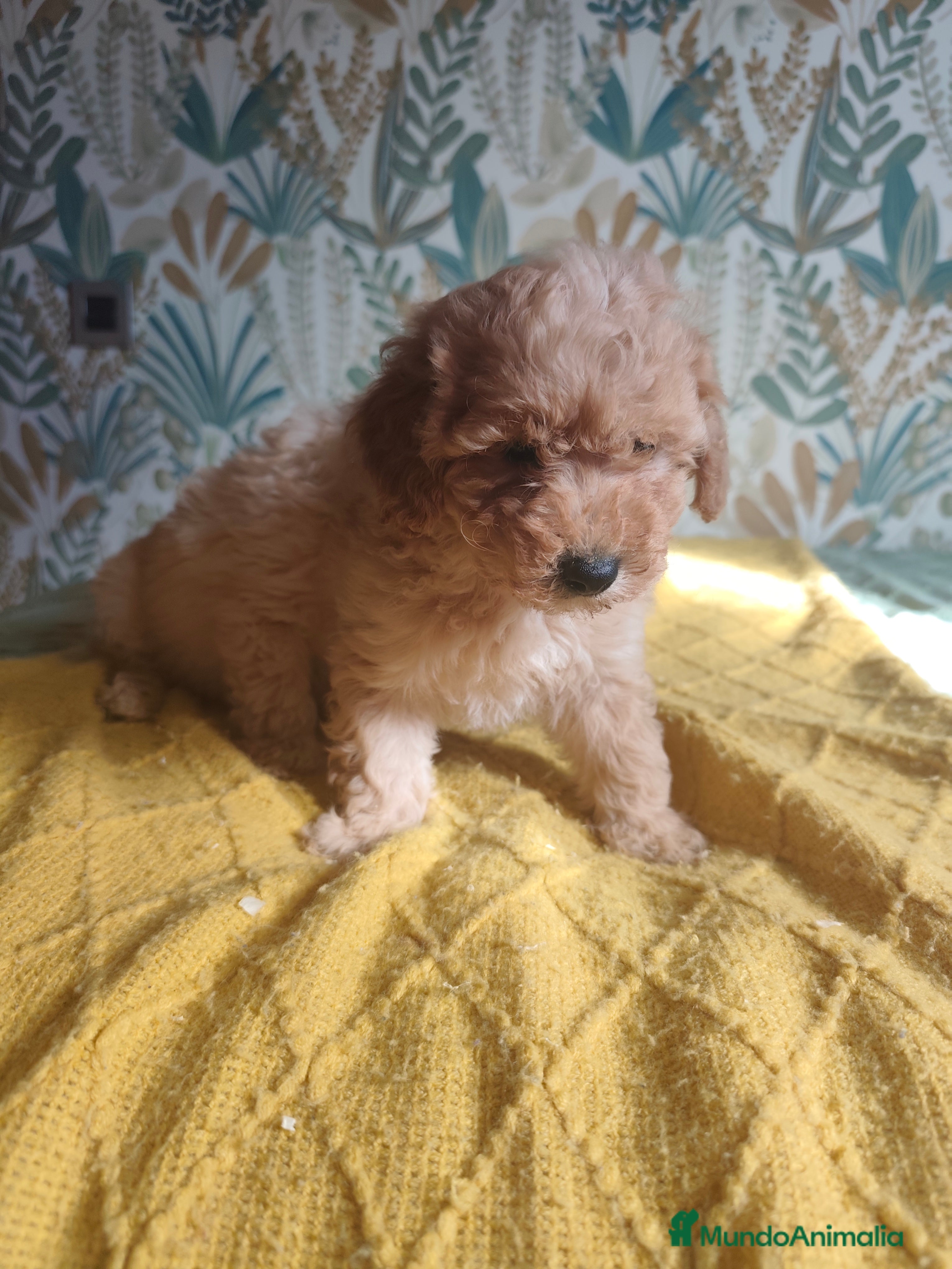 Caniche Toy perros Cachorros caniche machos 💛💛💛 - Anuncio 2