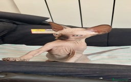 Sphynx gatos en venta: Precioso machito ojos claros  - Imagen 7