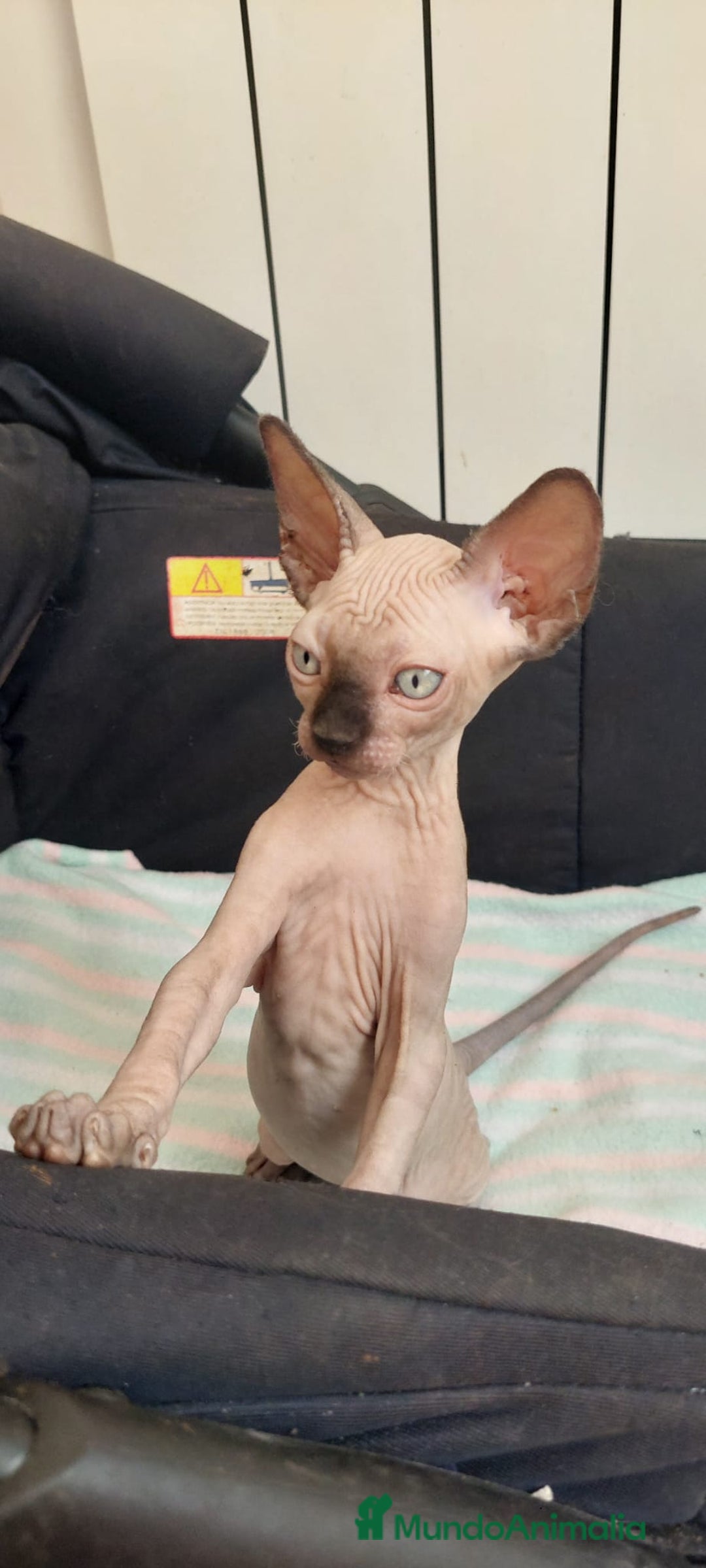 Sphynx gatos en venta: Precioso machito ojos claros  - Imagen 7