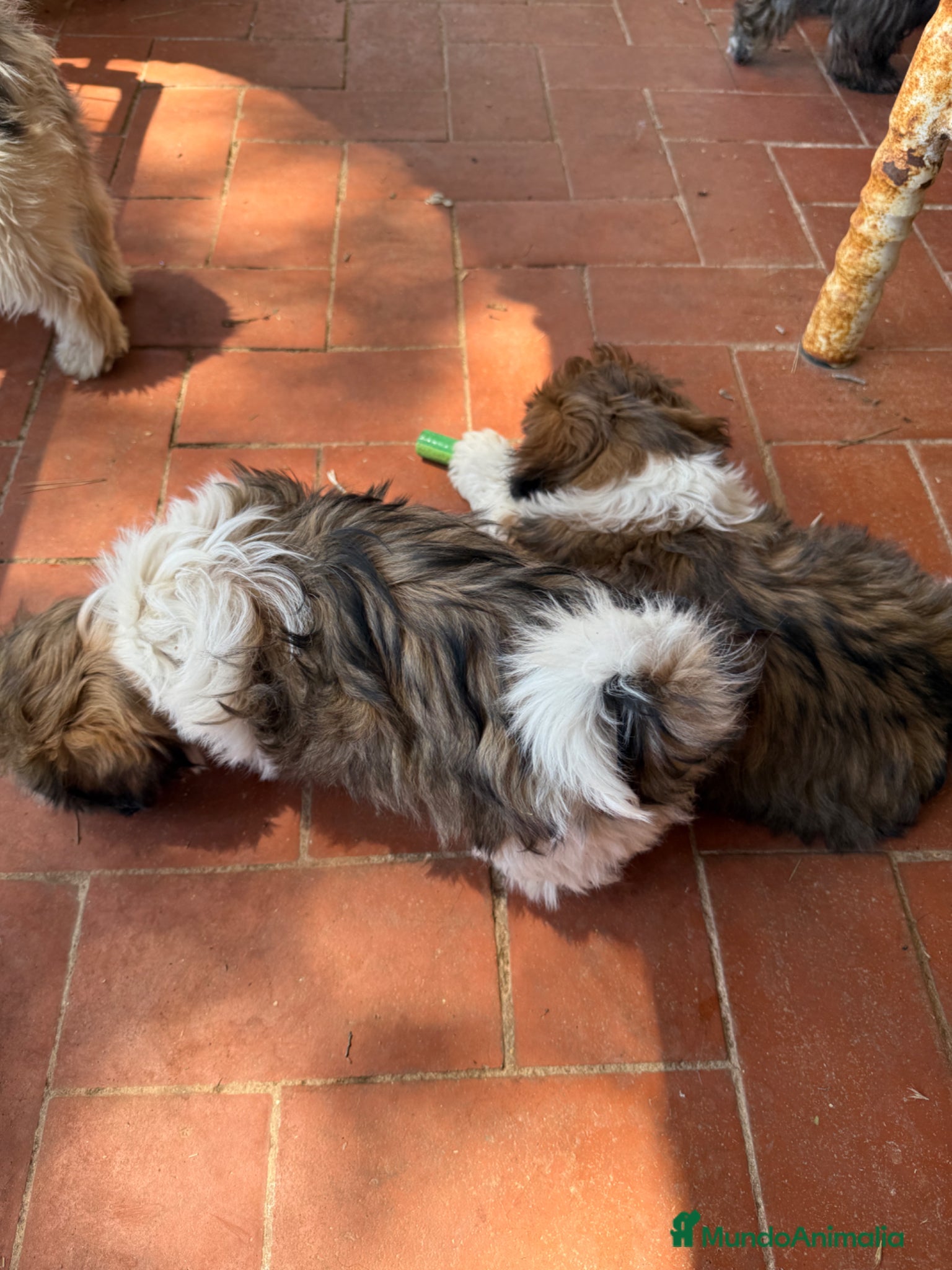 Shih Tzu perros Shihtzu tricolor - Anuncio 2