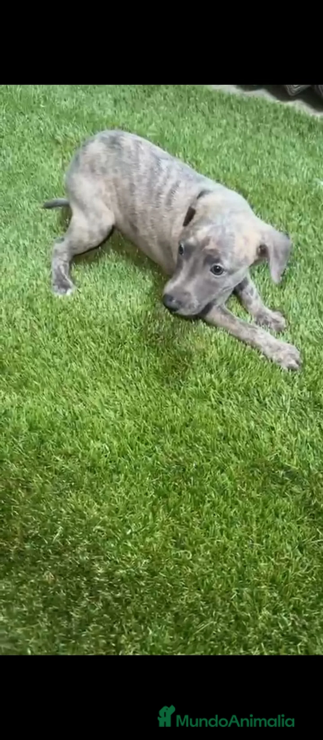 Whippet perros en venta: Whippet  - Anuncio 3