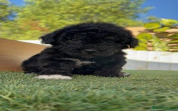 Perro de Agua Español perros en venta: PERRO DE AGUA HEMBRA - Imagen 17